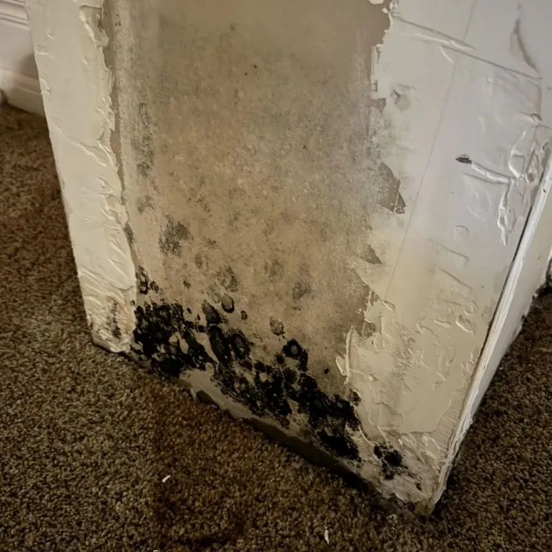 Professional Mold Removal in Parkville, MO